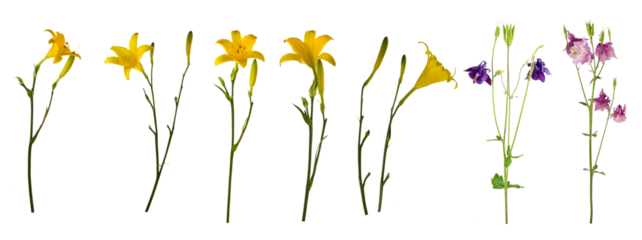Different types of flowers showing various colors and shapes arranged in a line on a white background