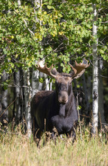 Bull Moose During the Rut in Grand Teton National Park Wyoming in Autumn