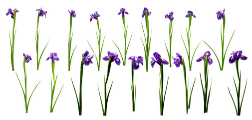 Violet flowers growing in a garden during spring with green leaves and a bright background