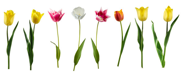 Various colors of tulips arranged in a line on a white background showcasing their different shapes and sizes