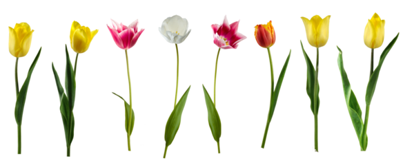 Various colors of tulips arranged in a line on a white background showcasing their different shapes and sizes