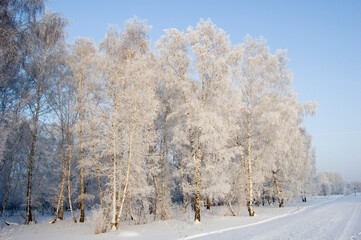 Birch Forest Covered in Snow and Frost