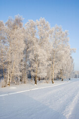 Obraz premium Birch Forest Covered in Snow and Frost