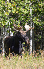 Bull Moose During the Rut in Grand Teton National Park Wyoming in Autumn