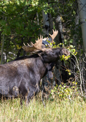 Bull Moose During the Rut in Grand Teton National Park Wyoming in Autumn