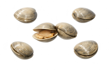Isolated Clams on a transparent background perfect for your next design.