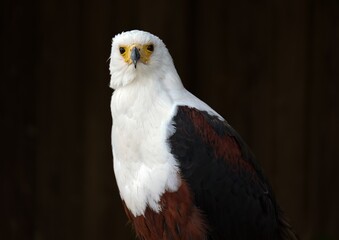 Fototapeta premium Majestic white and rich brown African fish eagle with a piercing yellow gaze, captured in a detailed portrait against a deep dark background, symbolizing freedom.
