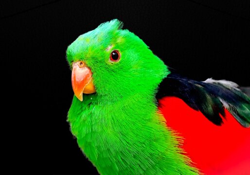 Vivid green eclectus parrot with a bright orange beak and striking red wing plumage against a stark black background, showcasing intricate feather details.