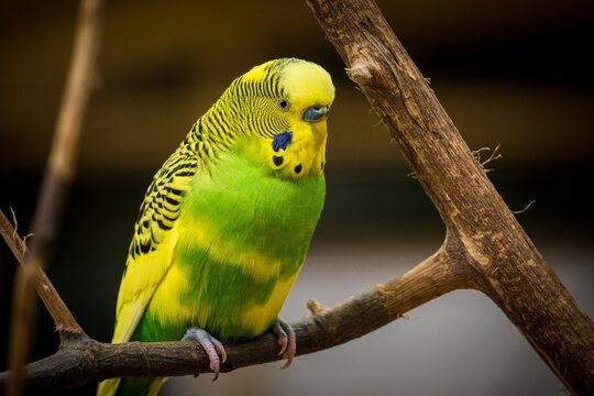 A vibrant yellow and green budgerigar, also known as a common parakeet, perches calmly on a rough brown wooden branch, showcasing its beautiful plumage and a small blue patch.