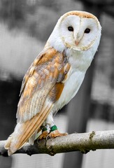 Captivating barn owl portrait with white, brown, and speckled feathers, dark eyes, and green leg bands, perched calmly on a branch against a blurred grey background, wildlife photography.