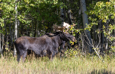 Bull Moose During the Rut in Grand Teton National Park Wyoming in Autumn