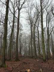 Fototapeta premium trees in the forest in fall 