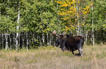 Bull Moose During the Rut in Grand Teton National Park Wyoming in Autumn