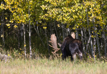 Bull Moose During the Rut in Grand Teton National Park Wyoming in Autumn