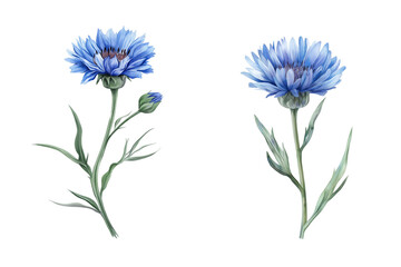 Cornflower Stem Watercolor Illustration Vector Isolated on Transparent Background. Blue Cornflower Flower Stem PNG.