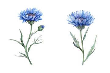 Cornflower Stem Watercolor Illustration Vector Isolated on Transparent Background. Blue Cornflower Flower Stem PNG.
