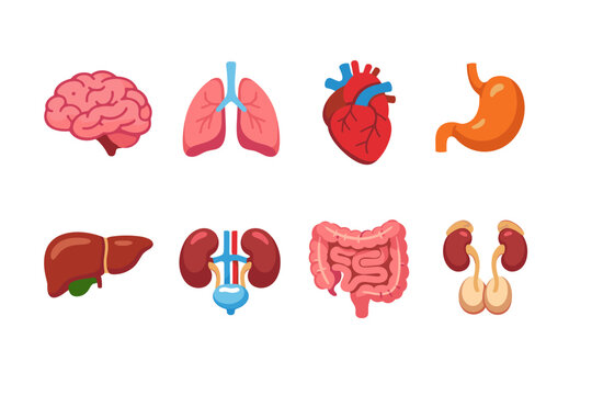 Collection of stylized human internal organs for medical illustration