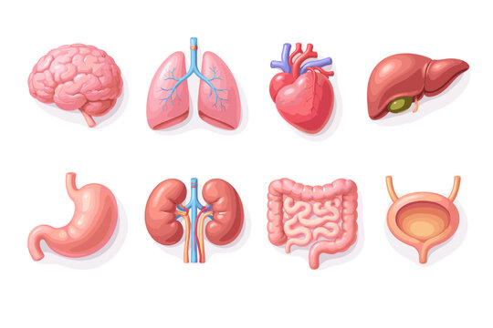 Collection of stylized human internal organs for medical illustration