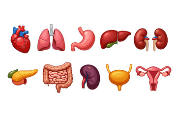 Collection of cartoon human internal organs for medical illustration and education
