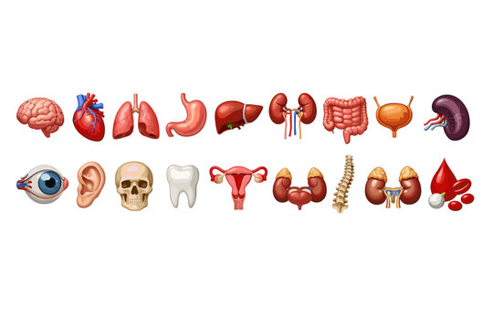 Collection of human internal organs and body parts for medical illustration