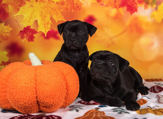 Two funny dogs with pumpkins. Happy Black pugs on Halloween in studio