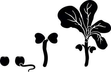 Black silhouette of stages of plant seed germination isolated on white background. Growth stages from seed to sprout