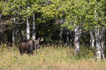 Bull Moose During the Rut in Grand Teton National Park Wyoming in Autumn