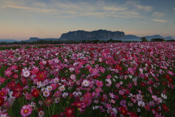 Cosmos@Phuphaman. A beautiful vibrant cosmos flowers blooming in Phuphaman district, Khon Kaen province, THAILAND	