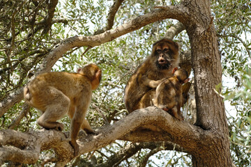 Barbary macaque mother holding baby monkey, while another macaque climbs a tree branch in gibraltar's nature