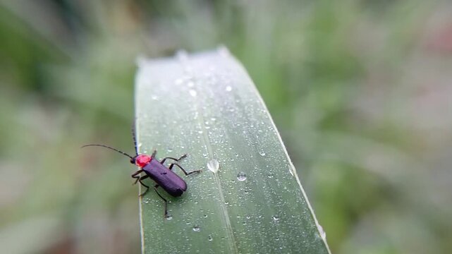 macro soldier beetle (cantharis) on a leaf with a blurry background, adult hunts other insects, often waiting on flowers for potential prey to arrive. The larvae hunt snails and worms