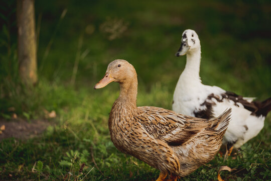 Free range domestic ducks walking and resting on a rural farm in natural green surroundings. Traditional countryside farming, sustainable agriculture and organic poultry concept.
