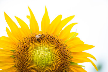 Bee is sitting on a yellow flower. The flower is the center of attention and the bee is the main subject. Concept of harmony and balance between the bee and the flower