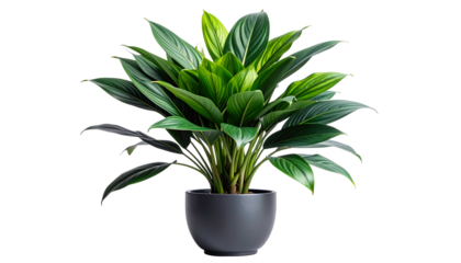 Lush green leafy plant in dark gray pot against a black background