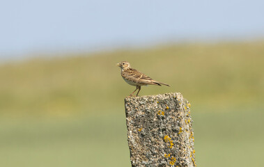 Eurasian skylark  Alauda arvensis Perches On Weathered post With Soft Green Background For Nature...