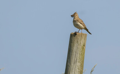 Eurasian skylark  Alauda arvensis Perches On Weathered wooden post, beak filled with food,  With Soft Green Background