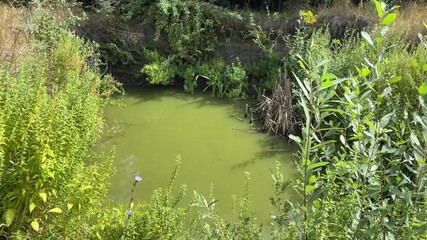 Marsh swamp with green water.