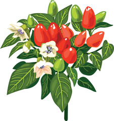 Ornamental pepper (Capsicum annuum) plant with red ripe fruits, green unripe fruits and  flower isolated on white background