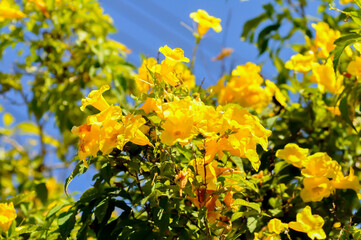 Fototapeta premium Trumpet vine, Yellow bell or Yellow elder or yellow flower