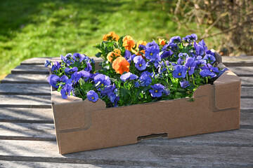 Obraz premium Flowering colorful horned violets in a cardboard box on a wooden table for planting in the garden, selected focus