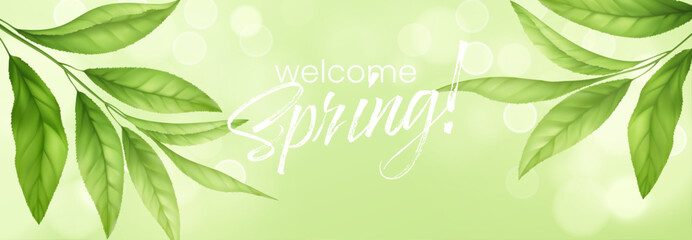 Fresh green tea leaves floating in air with botanical foliage elements, isolated on white background for organic herbal product design and spring nature illustration