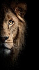 Fototapeta premium Extreme Close-up Portrait of Male Lion Eyes with Intense Detail