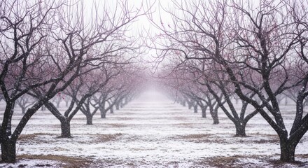 Winter orchard with snow falling on bare branches.
