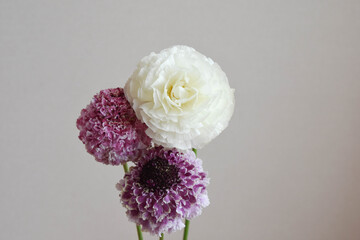 ラナンキュラスとスカビオサ