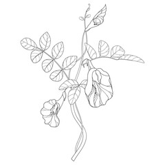 Bunch of outline Clitoria ternatea or Asian butterfly pea flowers and leaves in black isolated on white background.