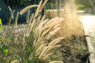 Flowering grass,vintage  filtered.