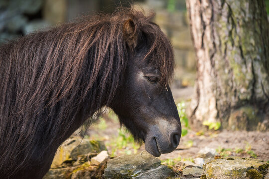 The dark-furred horse pony portrait in profile