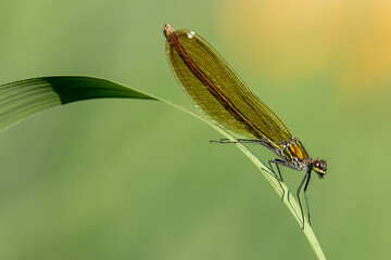 Banded demoiselle female
