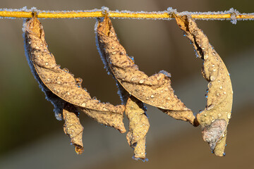 Dried leaves macro close up