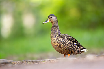 Fototapeta premium Female duck portrait