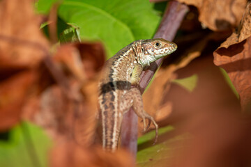 Common lizard female
